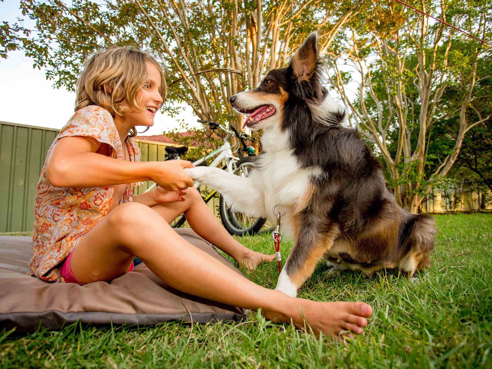 boy shaking paw of dog