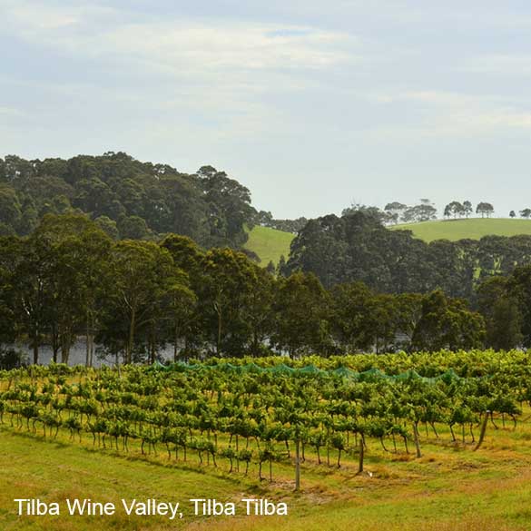 Tilba Wine Valley. small vineyard with trees and water in the back ground