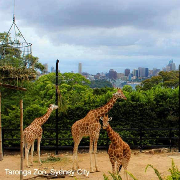 Sydney-Surrounds-3