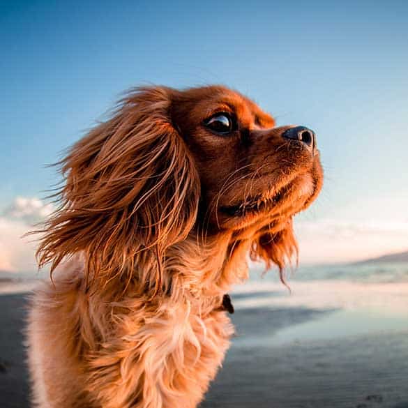 dog with ocean in the back ground
