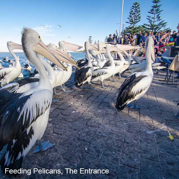 feeding the pelicans at The Entrance