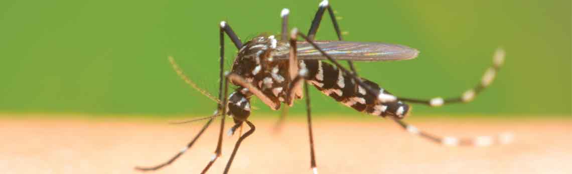 mosquito on skin