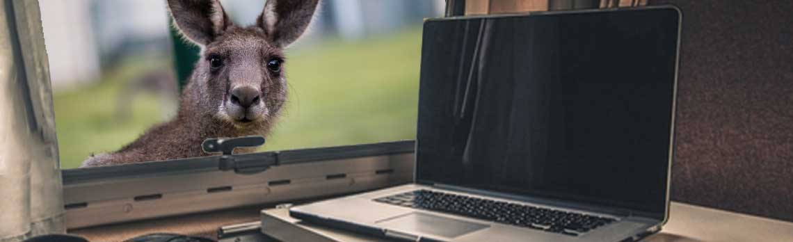kangaroo looking through window at laptop