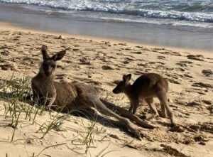 Kangaroos sitting on the beach.