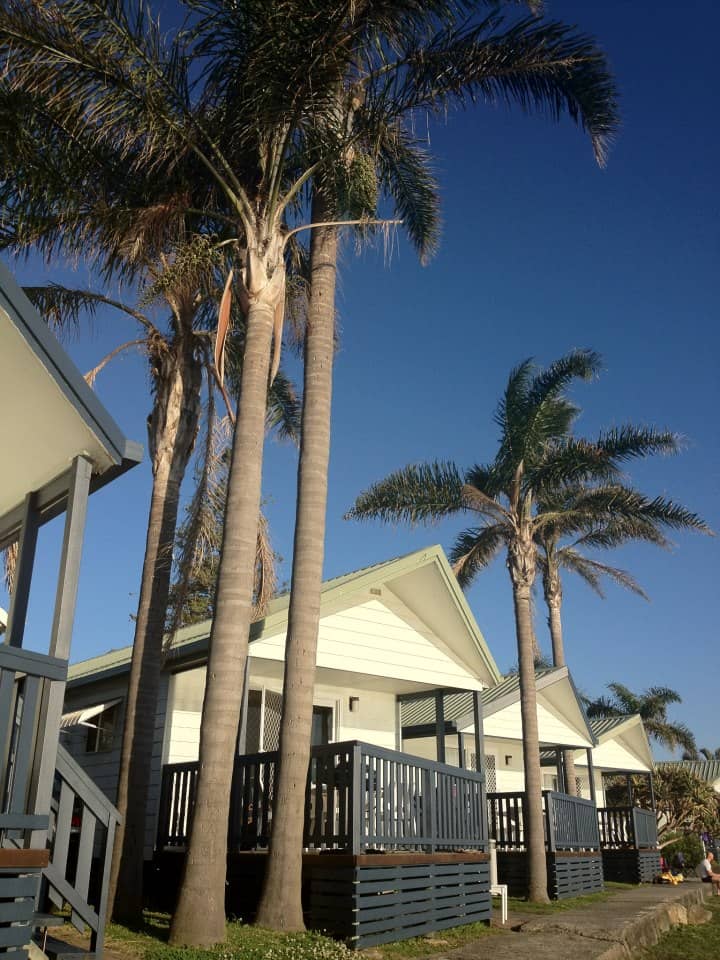 palm tree between cabins