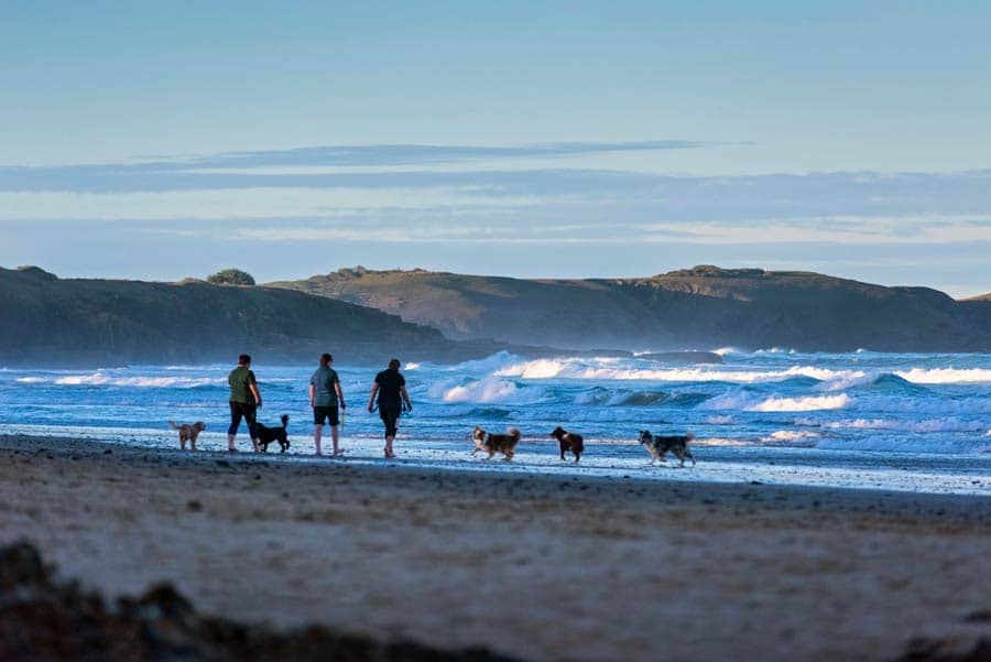 three adults and 5 dogs on the beach