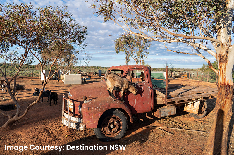 silverton_outback_camels_199871