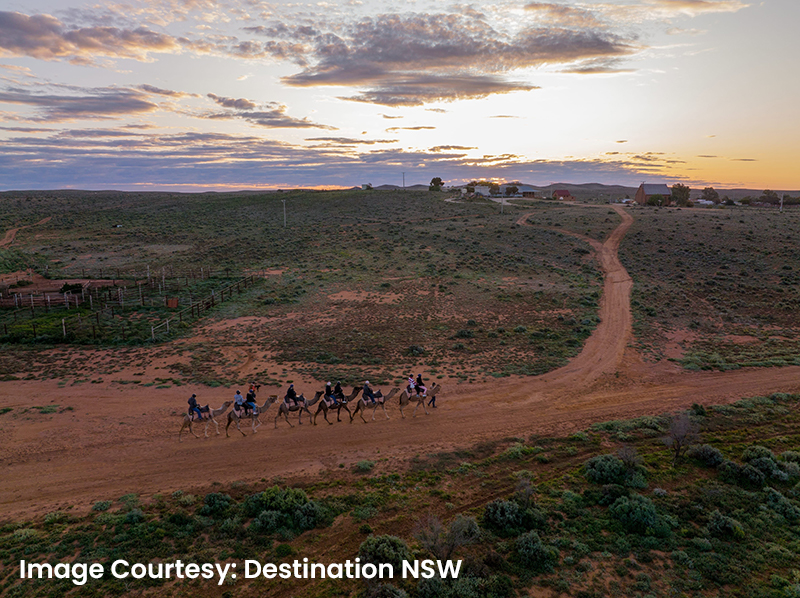 silverton_outback_camels_199887