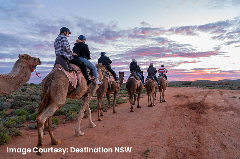 silverton_outback_camels_199896