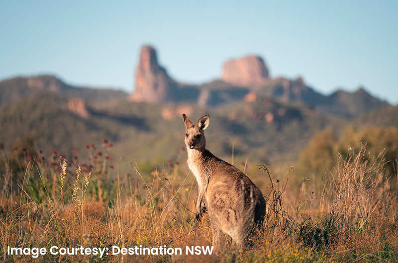 warrumbungal_national_park_179599