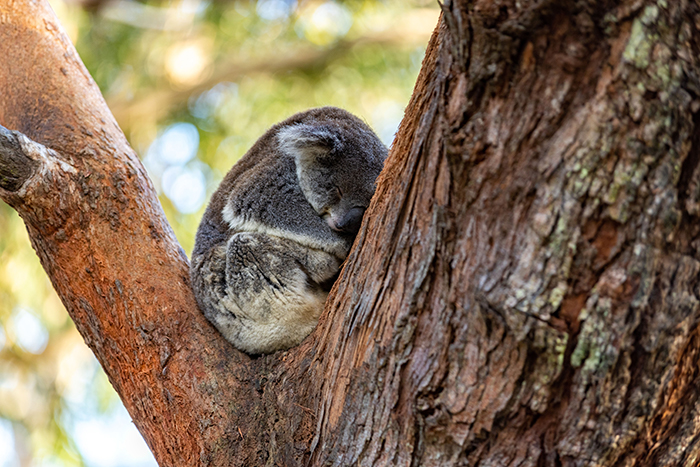 Port Stephens Koala Sanctuary, One Mile. Image Credit: Destination NSW