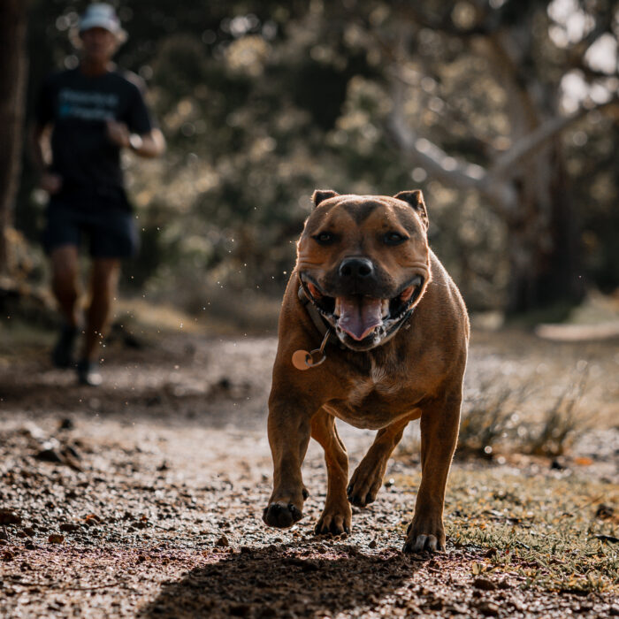 A brown American Pit Bull Terrier running towards the camera