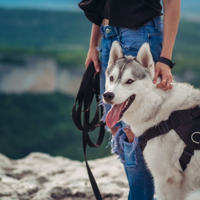 happy dog grey and white husky in the mountains at sunset, summer mood, happy time